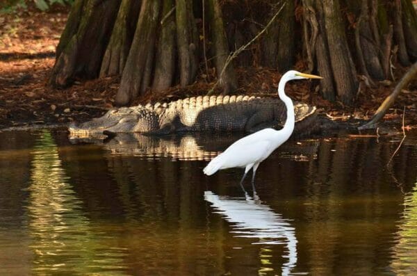 a white bird besides an alligator