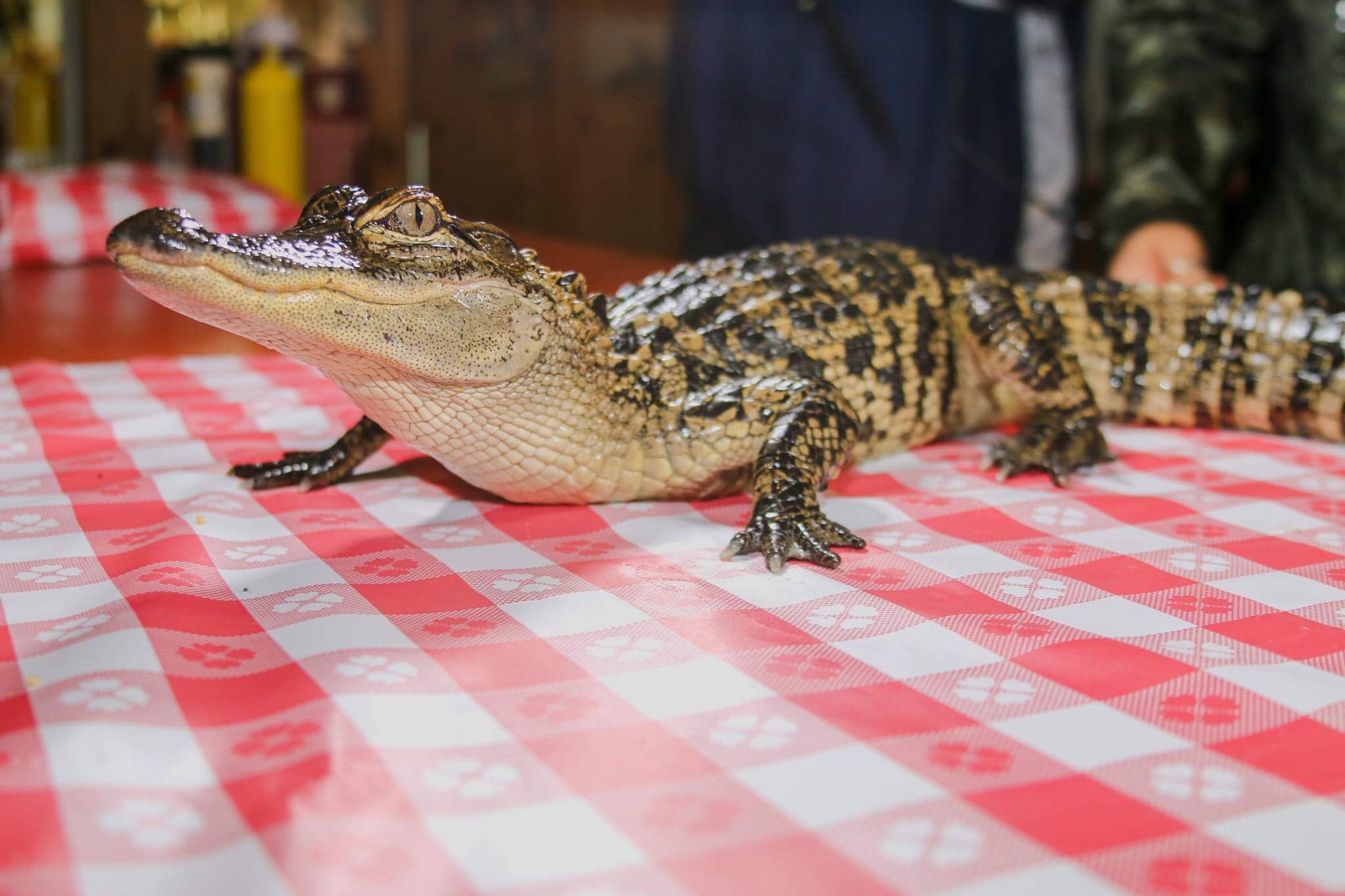 Alligator on table