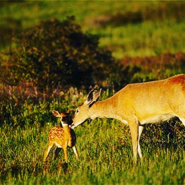 Deer with a fawn