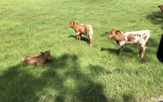 three calves