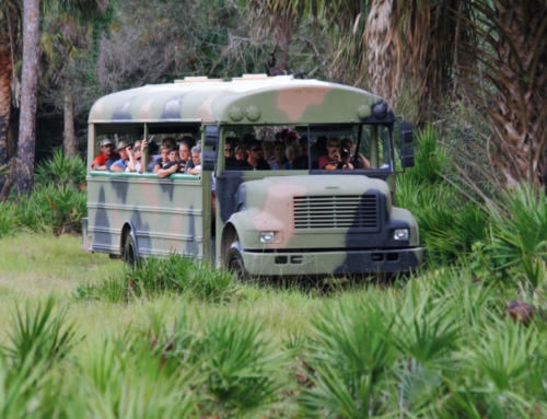 TripsToDiscover: Take a Swamp Buggy-Style Excursion at Babcock Ranch Eco-Tours in Florida