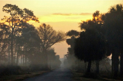 a road with trees on each side during the sunrise