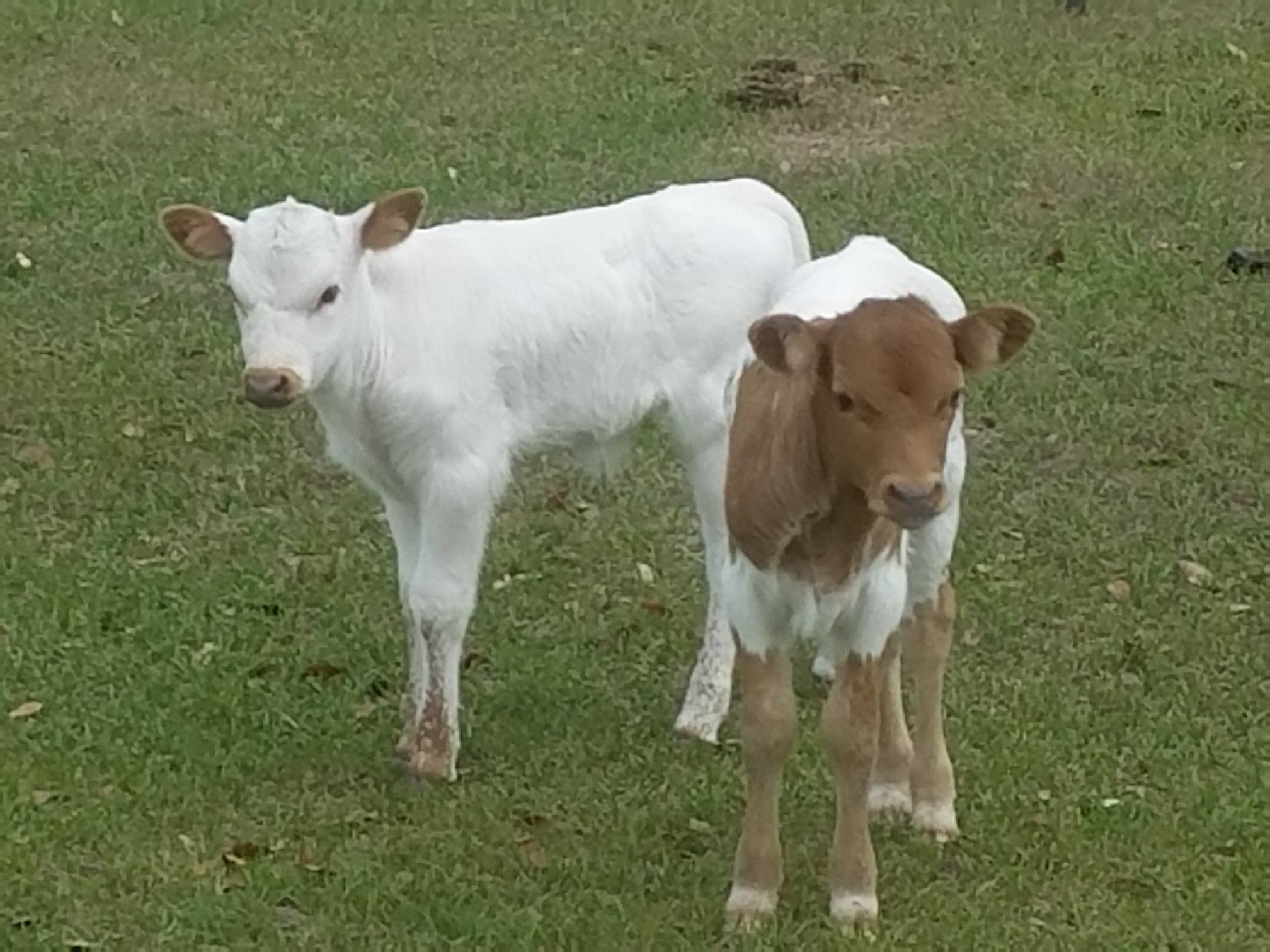 two calves standing next to each other