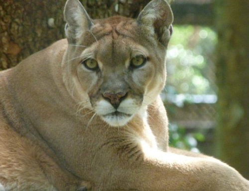 Common Questions about the Florida Panther