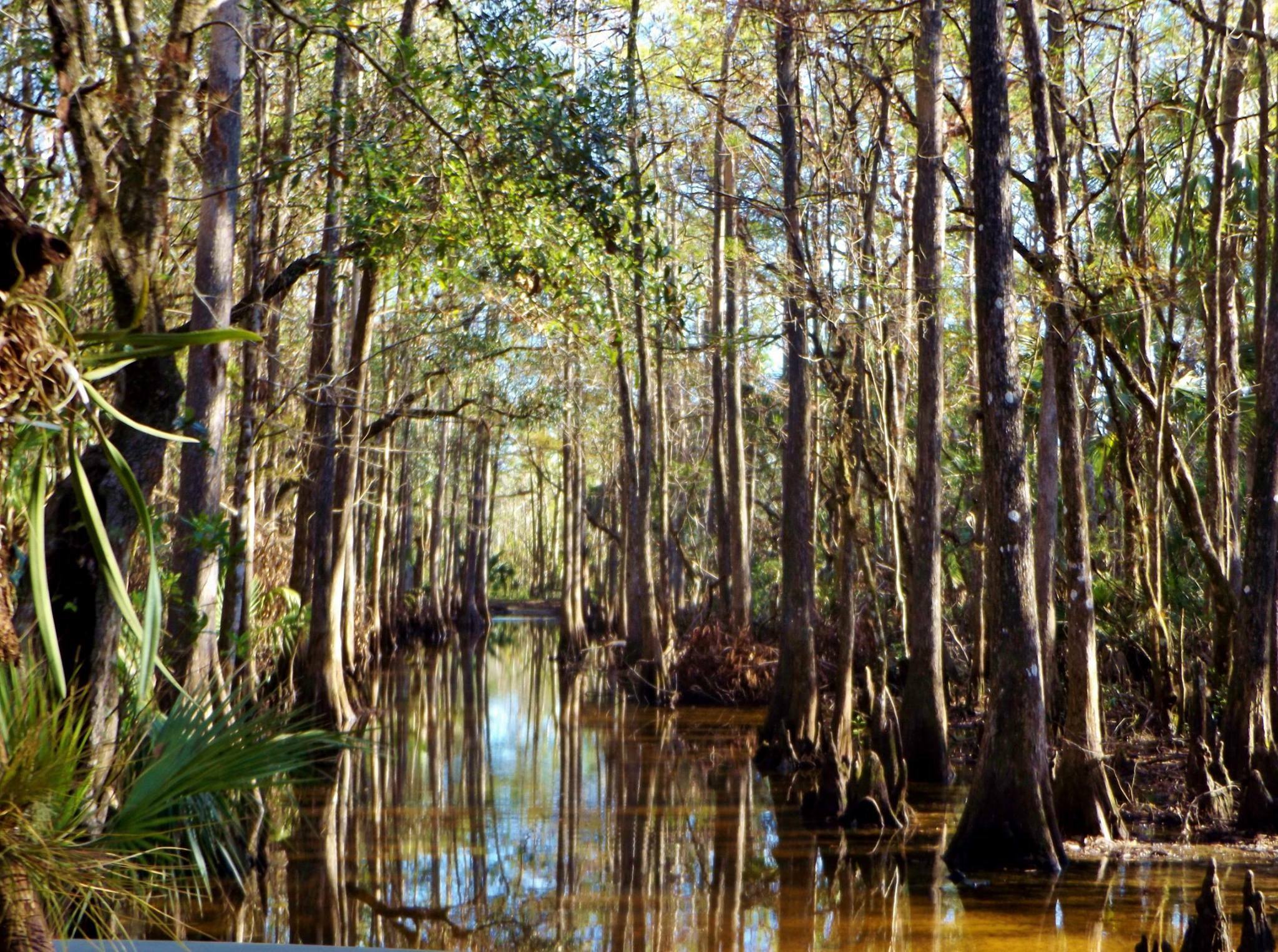 swamp with cypress trees