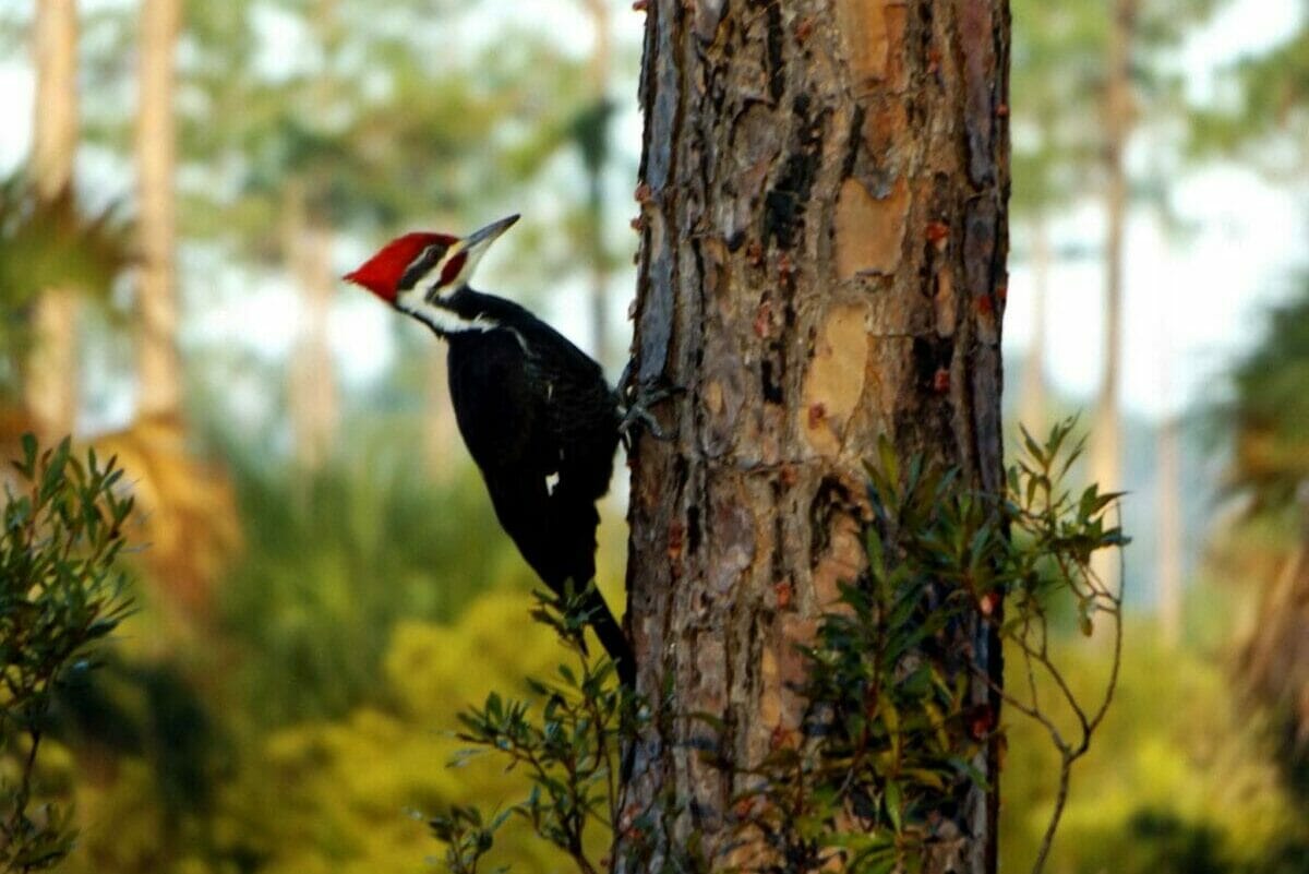 eco-tour, woodpecker on a tree