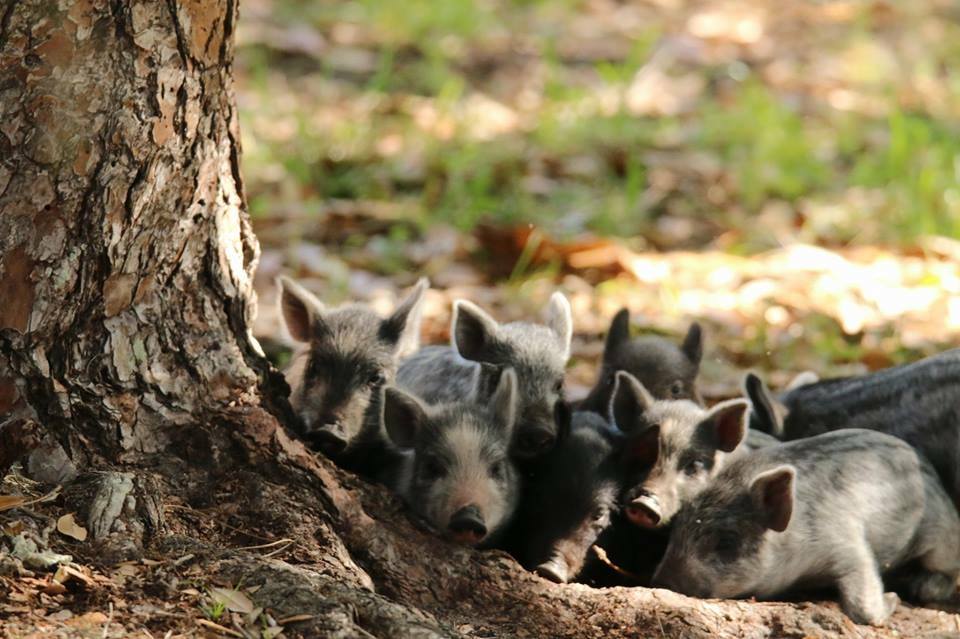 a group of hogs by a tree