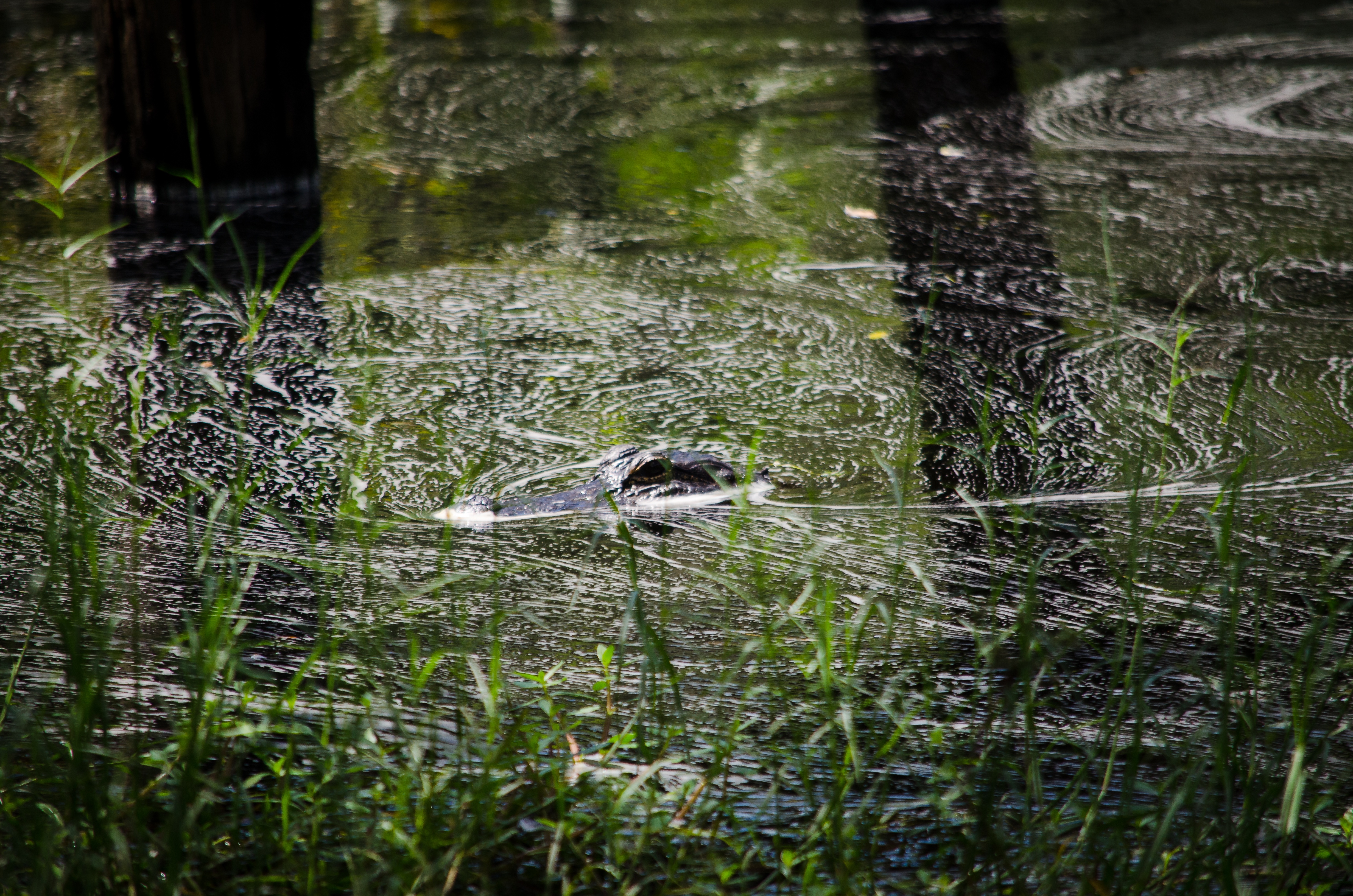 gator swimming in the water