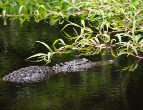 All About The American Alligator