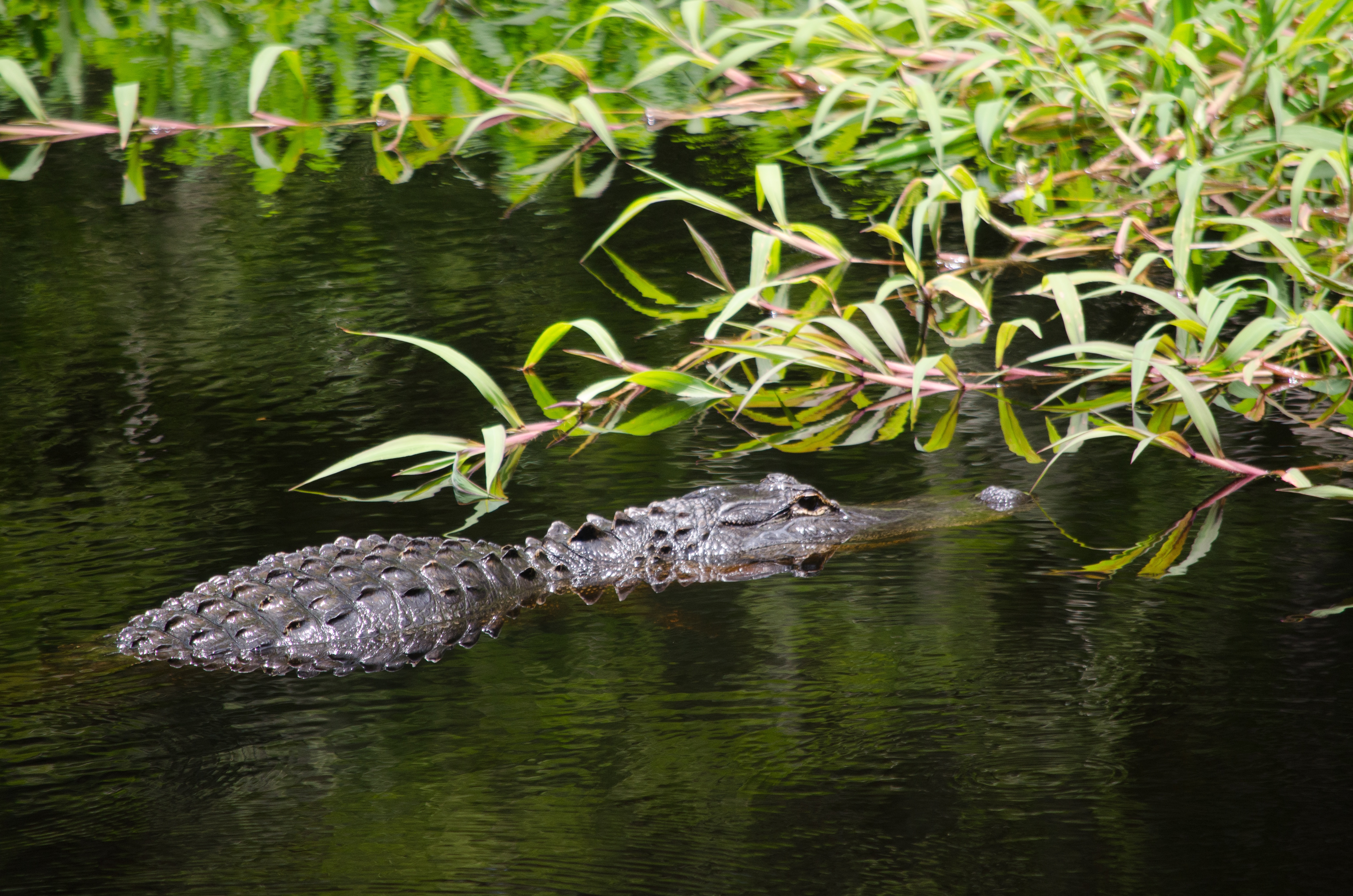 alligator swimming in a swamp