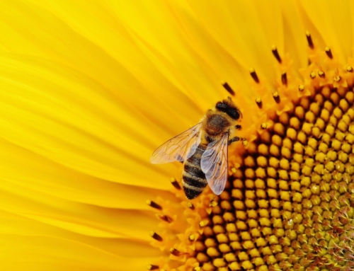 Beekeeping in Florida: What It Is and How It Works