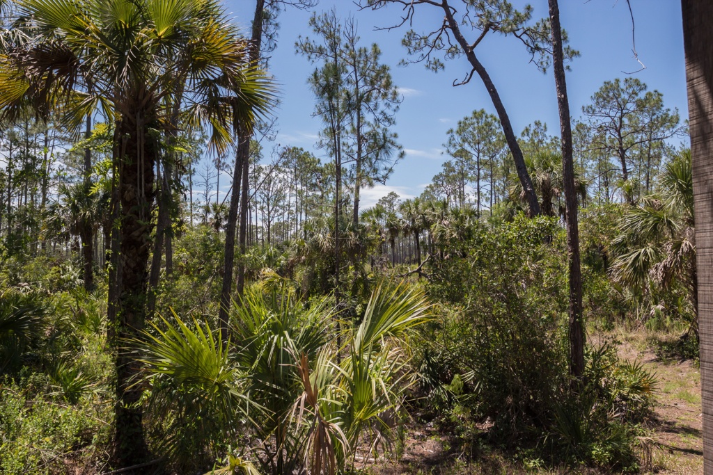 Which Florida Wildlife Tour is Right for You?