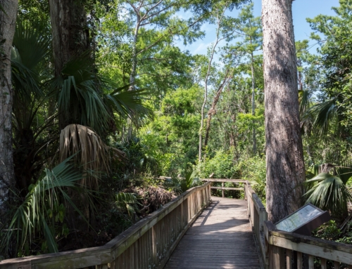 All About Ecotourism in Florida