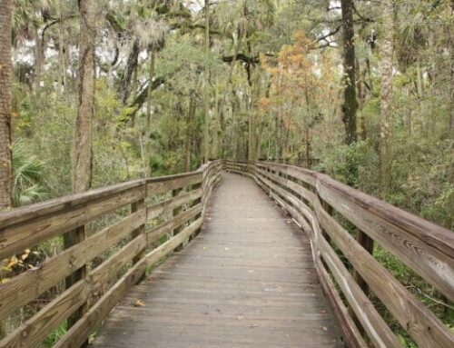 Nature Trails to Visit in Southwest Florida