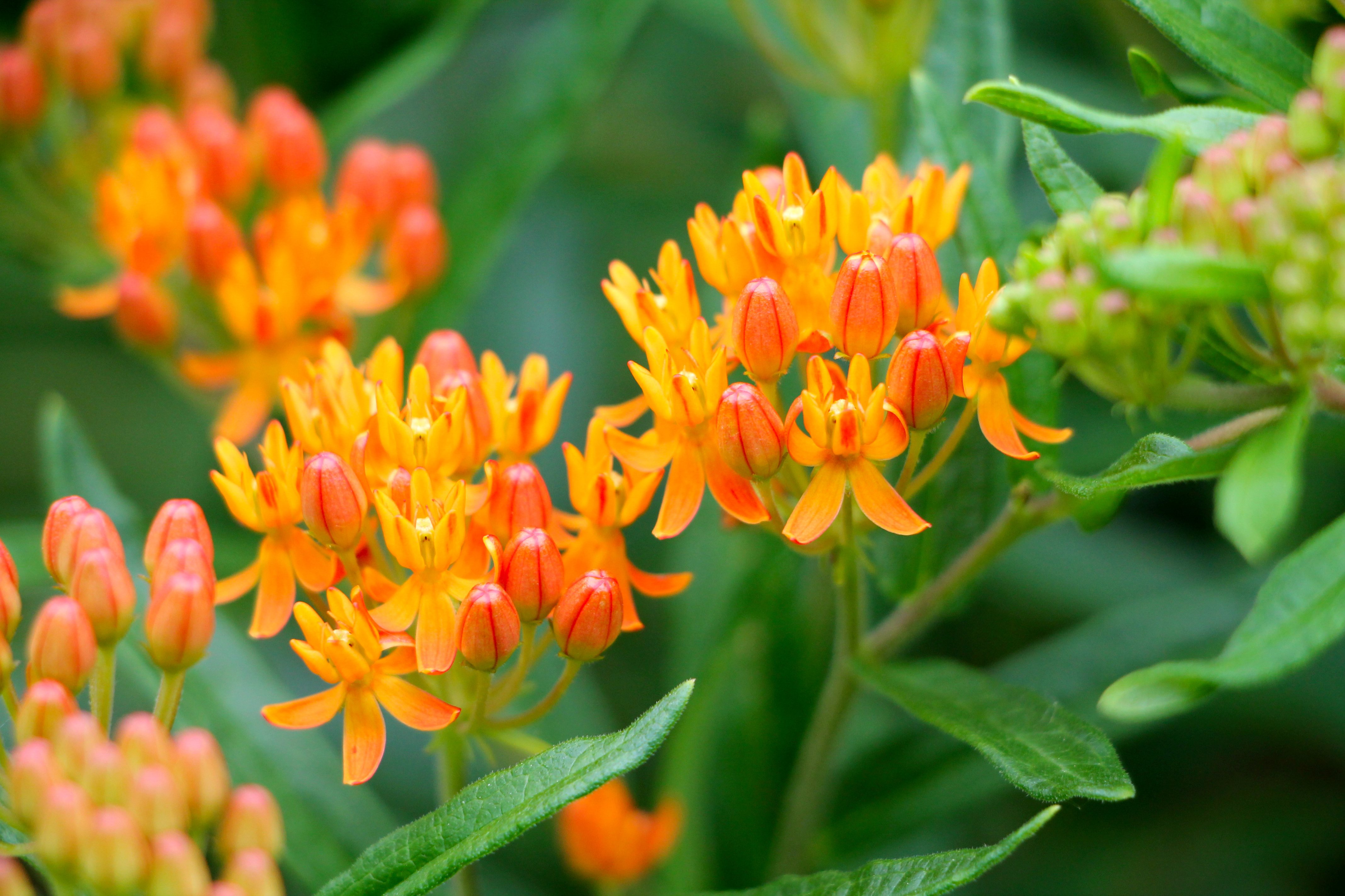Closeup of orange butterfly weed flowers and green leaves