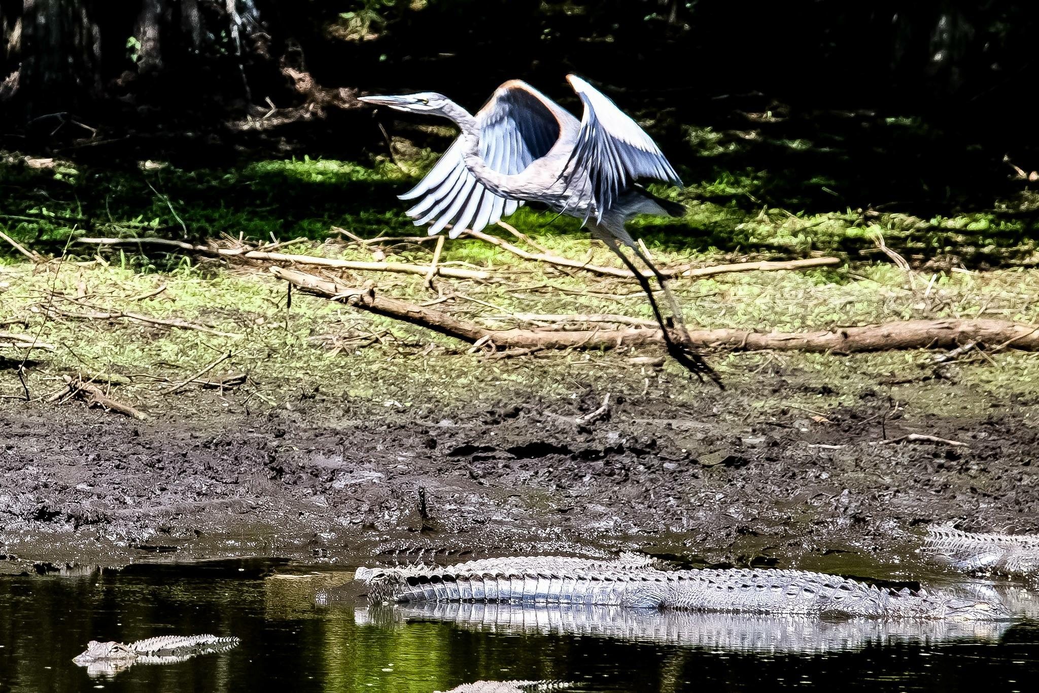 great egret taking off the swamp