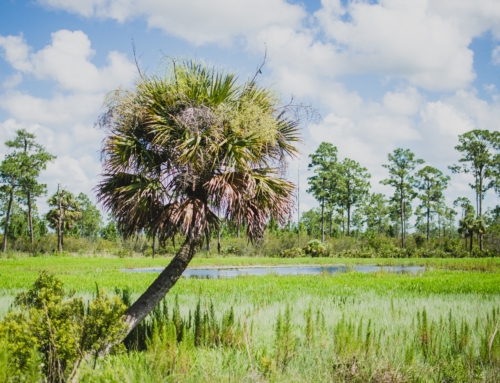 Experience Real Florida: Hop on Our Swamp Buggy Eco Tour