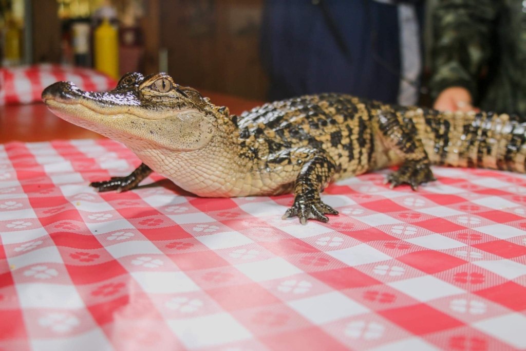 Alligator on table 2 BRET 2019
