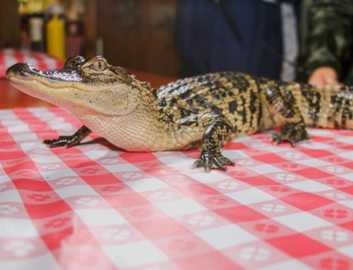 5 Facts About the Florida Alligator