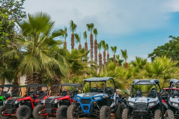 buggies against the backdrop of the palm trees of the resort city.