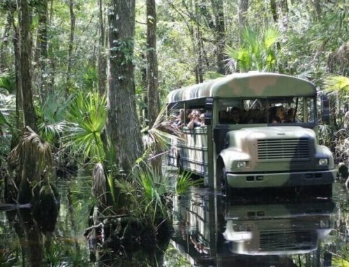 Why a Florida Swamp Buggy Tour Should be on your Travel Itinerary
