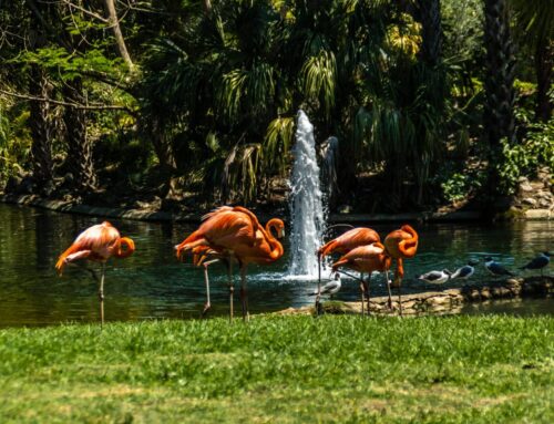 Why an Eco-Tour is Better Than Visiting a Zoo
