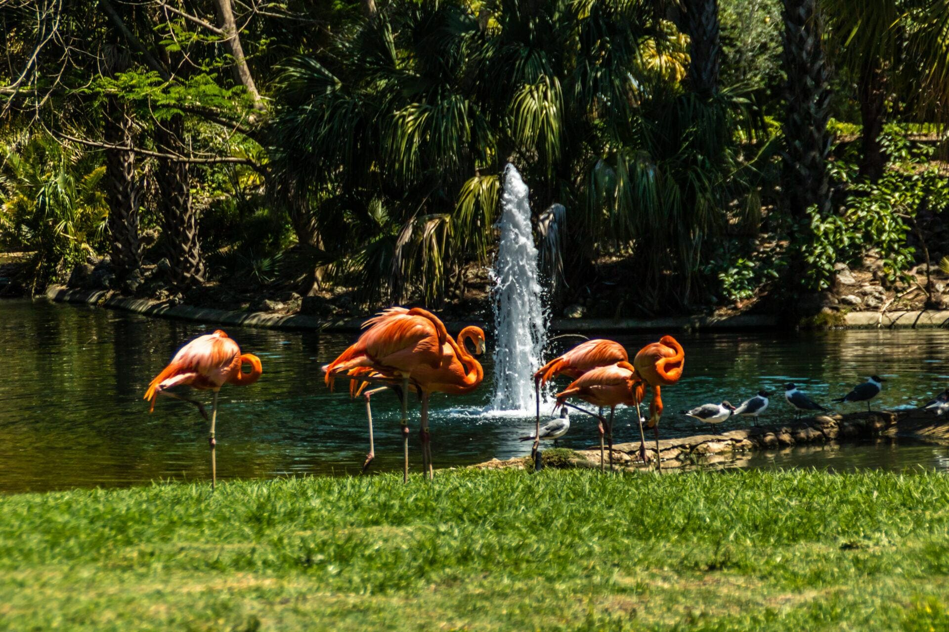 Caribean flamingos gather in groups on their island. Busch Gardens, Tampa Bay, Florida, United States.