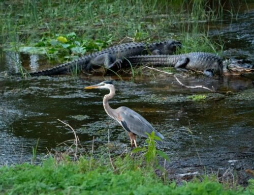Flora & Fauna to See on A Florida Wildlife Tour