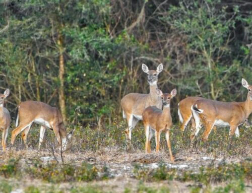 Facts About the Florida White-Tailed Deer