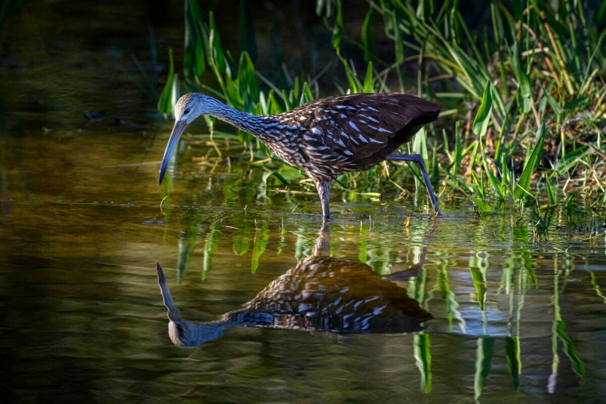 specialty tour, limpkin reflection