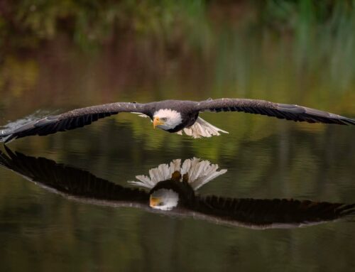 Nature Spotlight: The Bald Eagle
