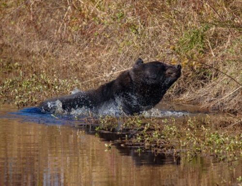 Nature Spotlight: The Florida Black Bear